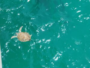 Sea turtle seen from Navarre Beach Pier